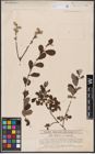 Foto von Salix aurita L.